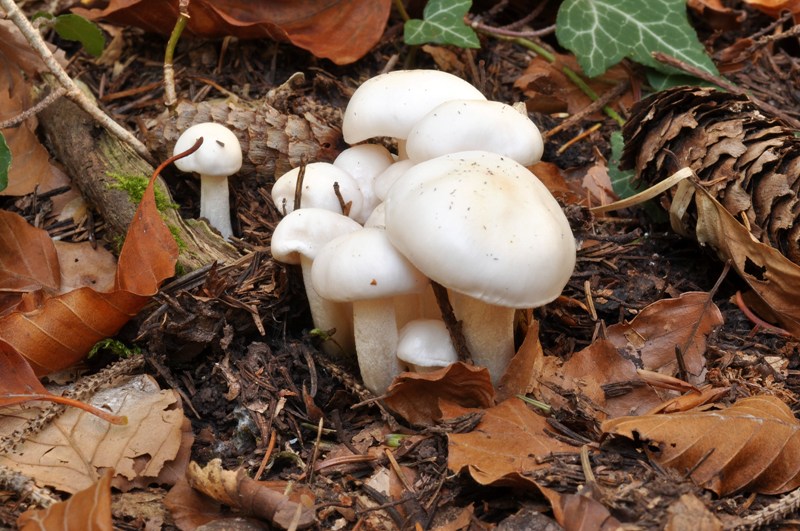 3 Hygrophorus dell''Orecchiella.